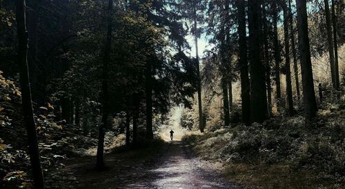 Free Walk in forest Stock Photo