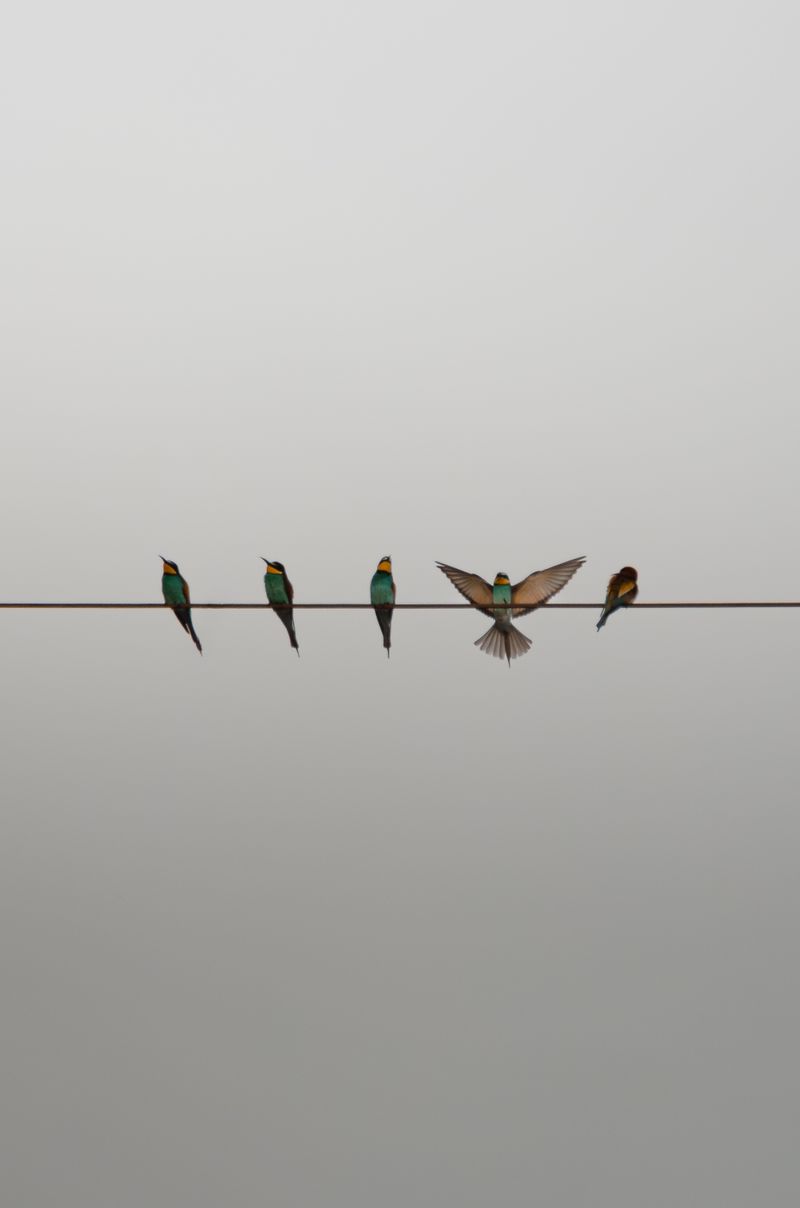 Five vibrant European bee-eaters resting on a wire against a neutral sky.