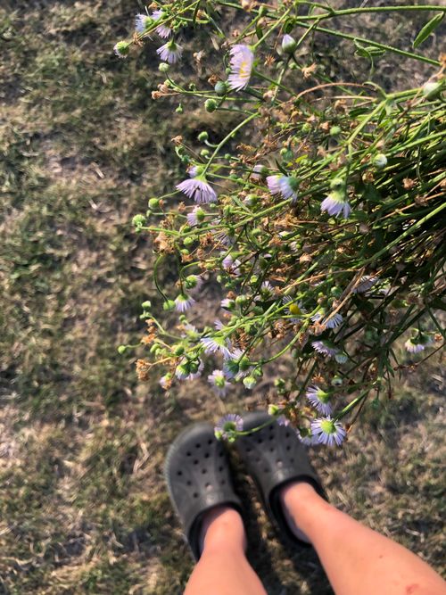 Free wild flowers Stock Photo