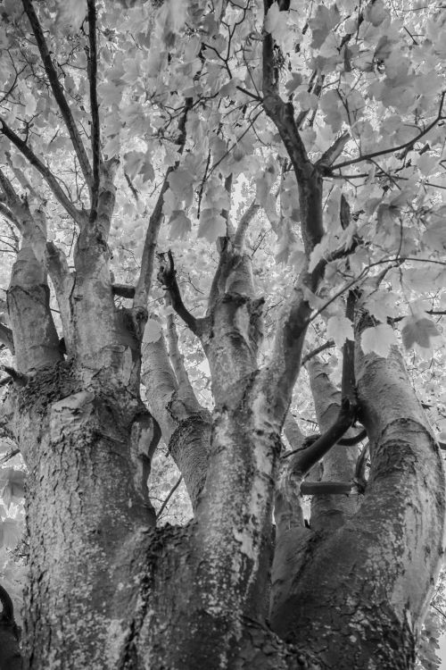 Free A black and white view of a tree's branches and leaves in Wrocław, Poland, capturing a serene autumn scene. Stock Photo