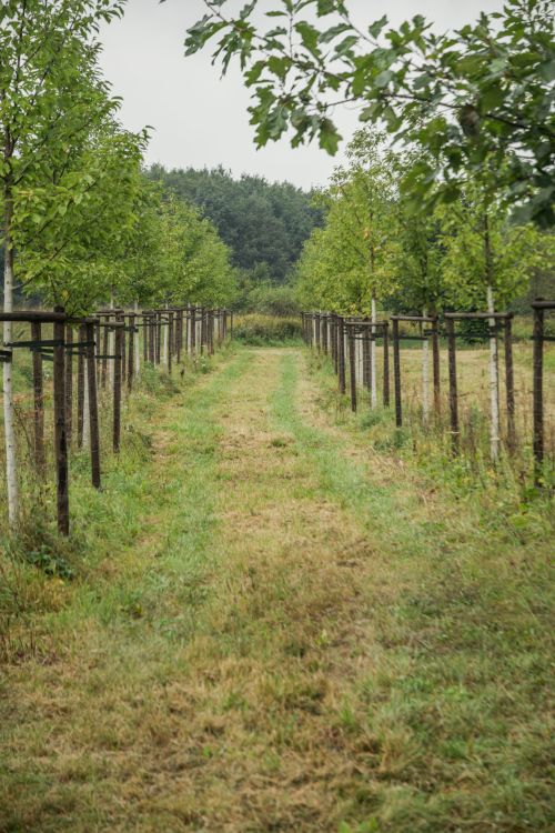 Free Explore a serene pathway flanked by trees in the peaceful countryside of Wrocław, Poland. Stock Photo