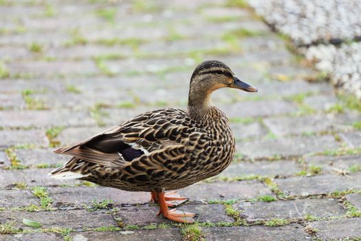 A female mallard duck standing on a cobblestone path, showcasing its distinct brown feathers.