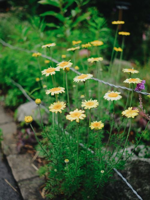 Free Vibrant yellow chamomile flowers blossoming in a lush green garden setting. Stock Photo