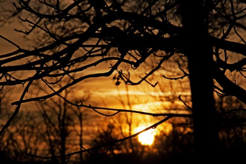 Gratis lagerfoto af gylden sol