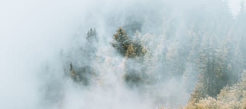 Ingyenes stockfotó erdő, fák, fényes témában