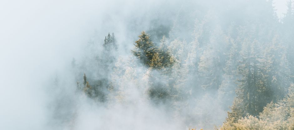 Serene forest enveloped in fog showcasing lush greenery and misty ambiance. Serene forest enveloped in fog showcasing lush greenery and misty ambiance.