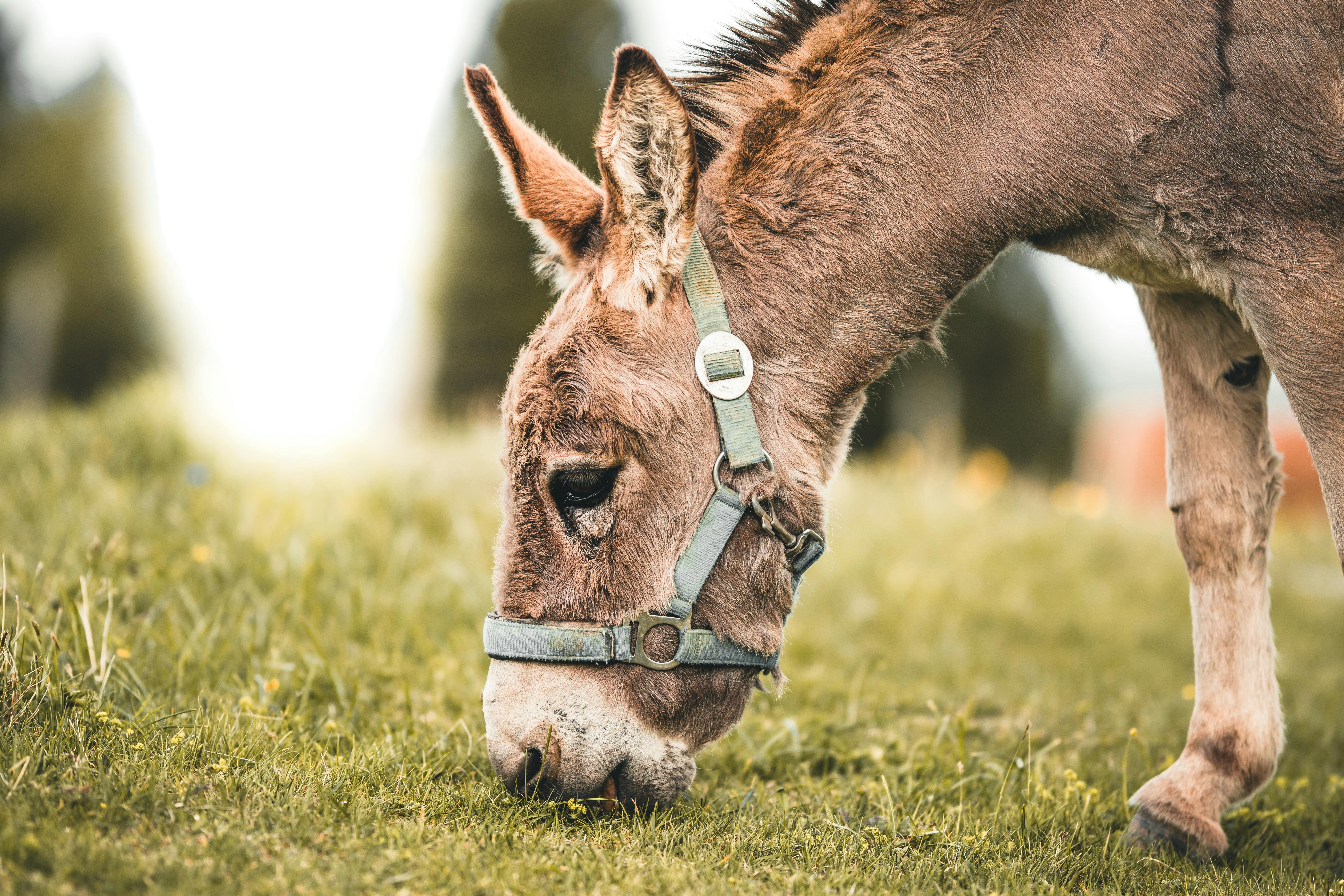 300+ Best Donkey Photos · 100% Free Download · Pexels Stock Photos 300+ Best Donkey Photos · 100% Free Download · Pexels Stock Photos
