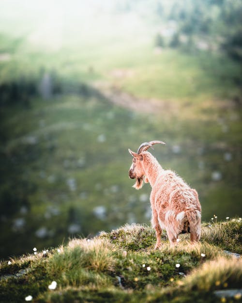 Brown Ram on Grass