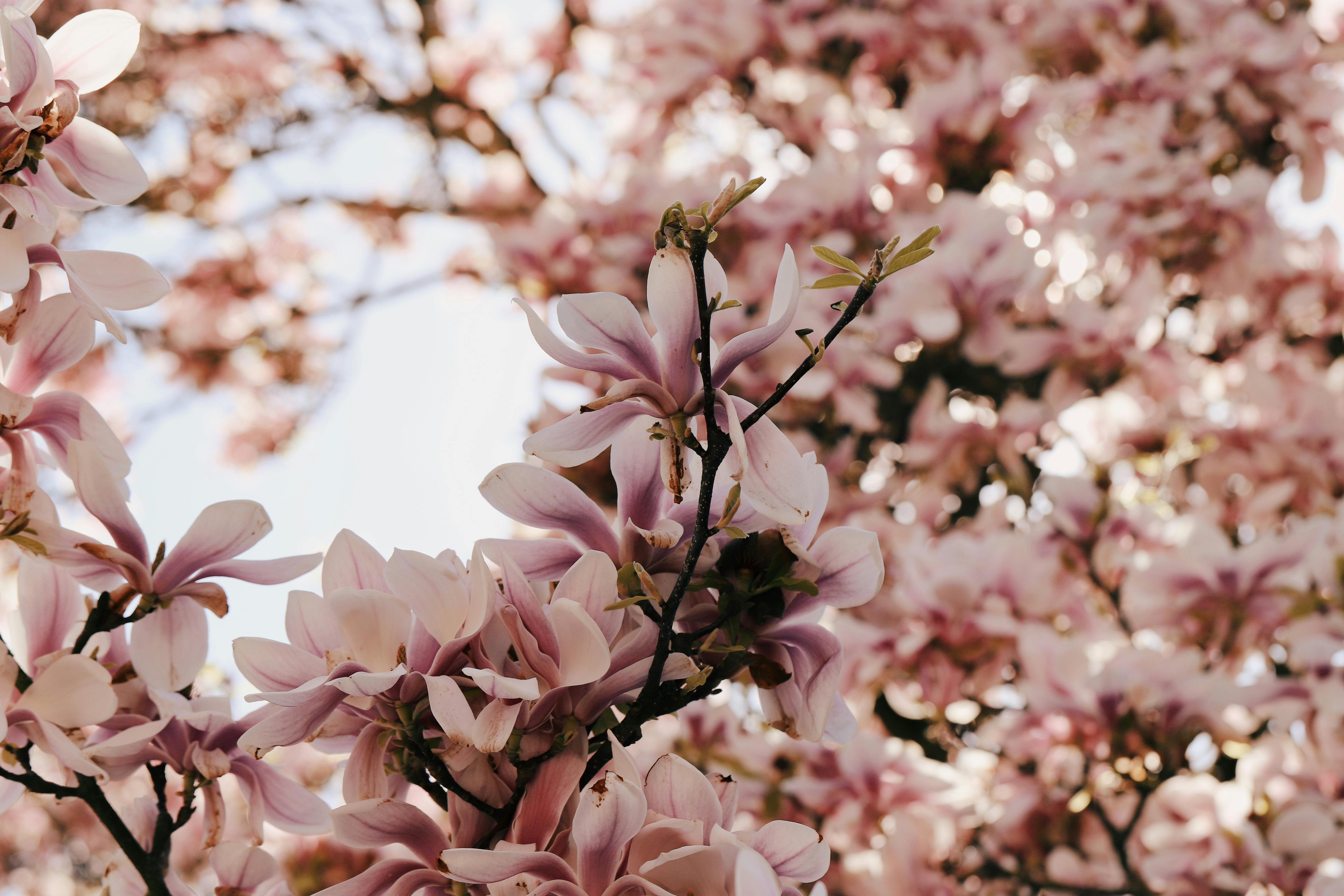 Magnolia’s AAA Hobbies To Close 2026 (Second Half). Iconic Hobby- Craft Emporium — Photo by Christina & Peter on Pexels