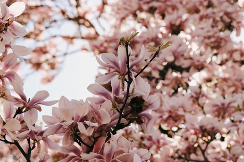 Free Close-up of vibrant pink magnolia blossoms against a clear spring sky. Stock Photo