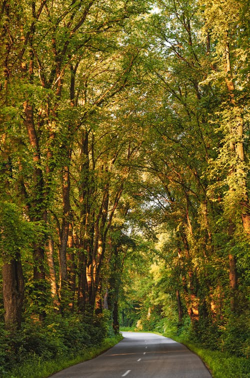 Grijze Verharde Weg Tussen Bomen