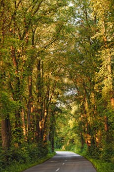 A tranquil road flanked by towering trees creates a picturesque pathway in a lush green forest setting.