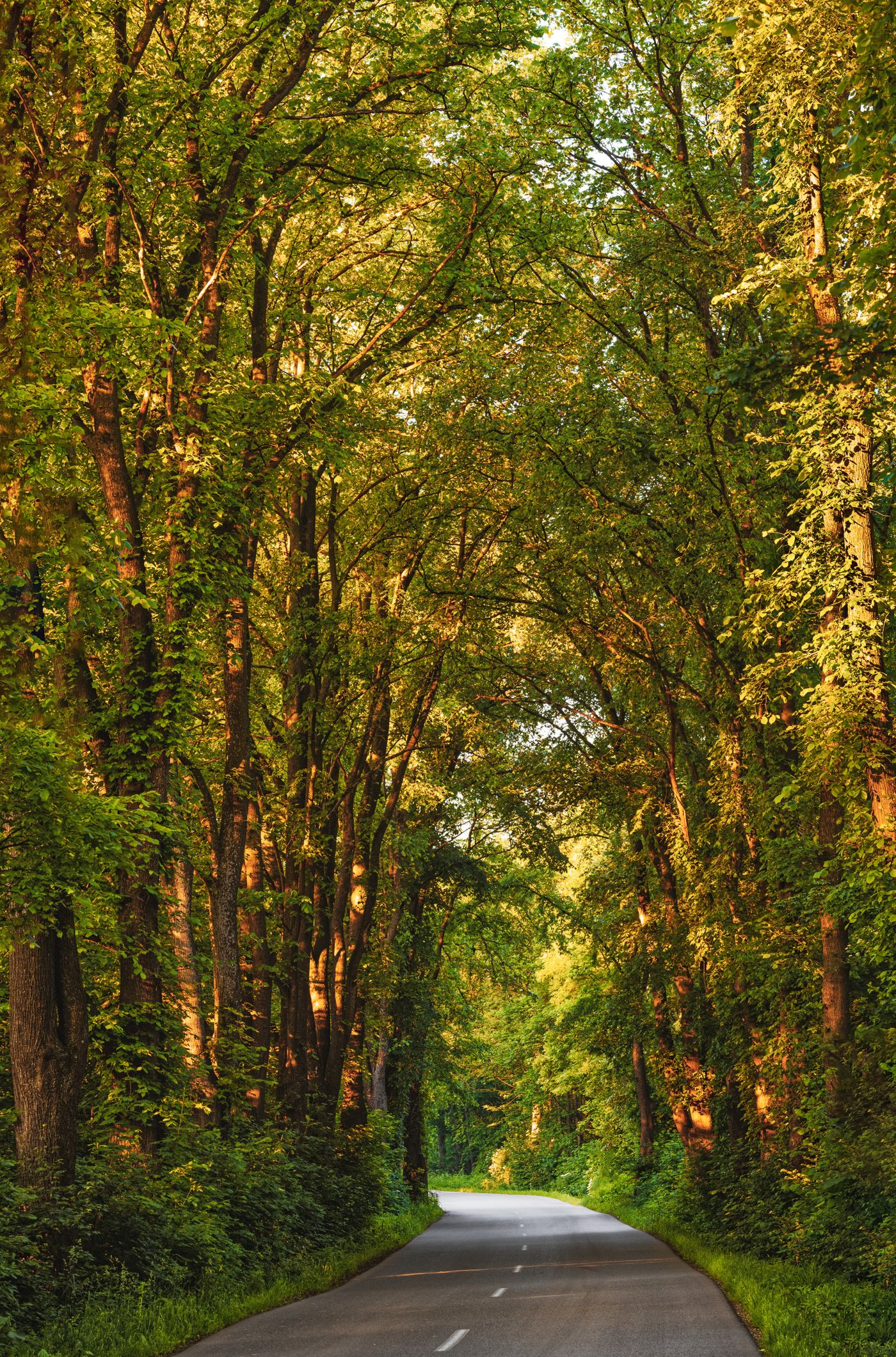 A road flanked by towering green trees
