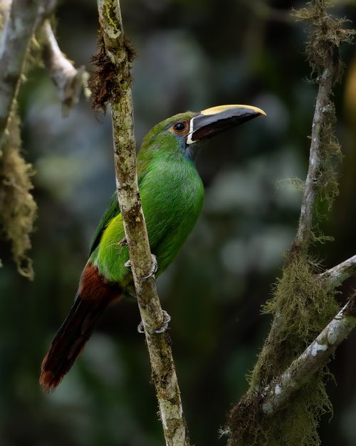 Free Close-up of a Green Toucanet perched in the lush Colombian rainforest. Vivid colors and natural habitat. Stock Photo