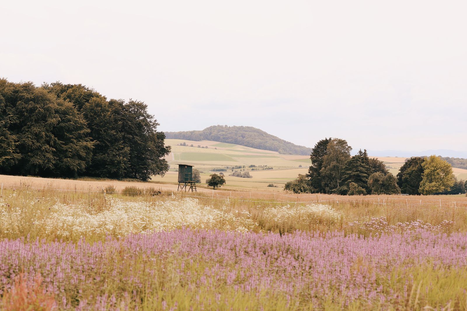 Vast rural landscape with hunting tower, fields, and trees under a clear sky.