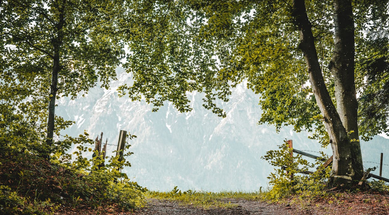 Gratis lagerfoto af 4k-baggrund, bjerge, blade