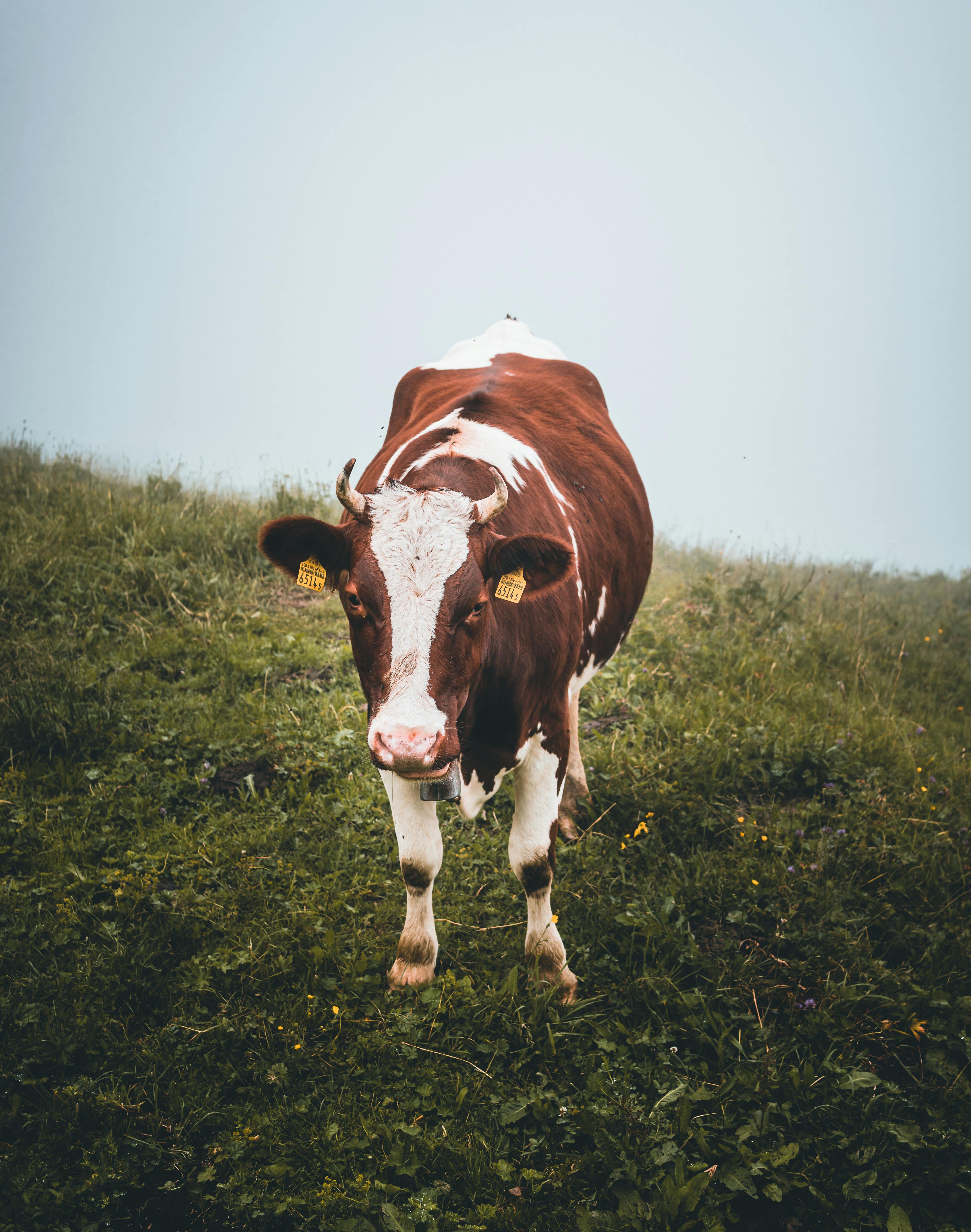 brown and white cattle standing on grass