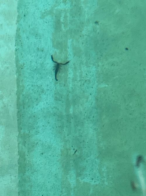 Free The Scorpian Stock Photo