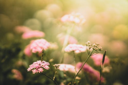 Pembe Yapraklı çiçeklerin Seçici Odak Fotoğrafı