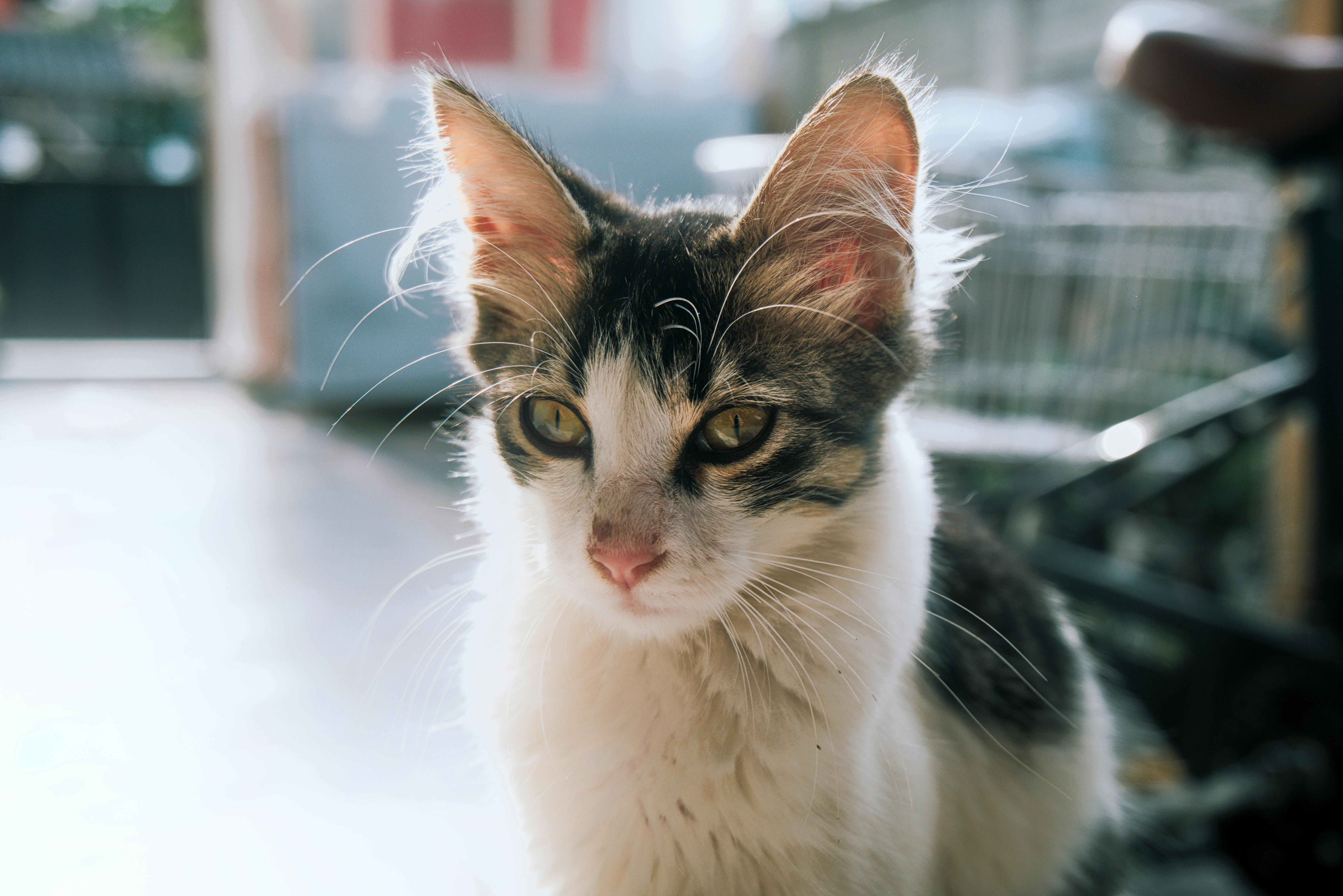 Mobile Grooming: Ο Groomer Έρχεται στο Σπίτι σας