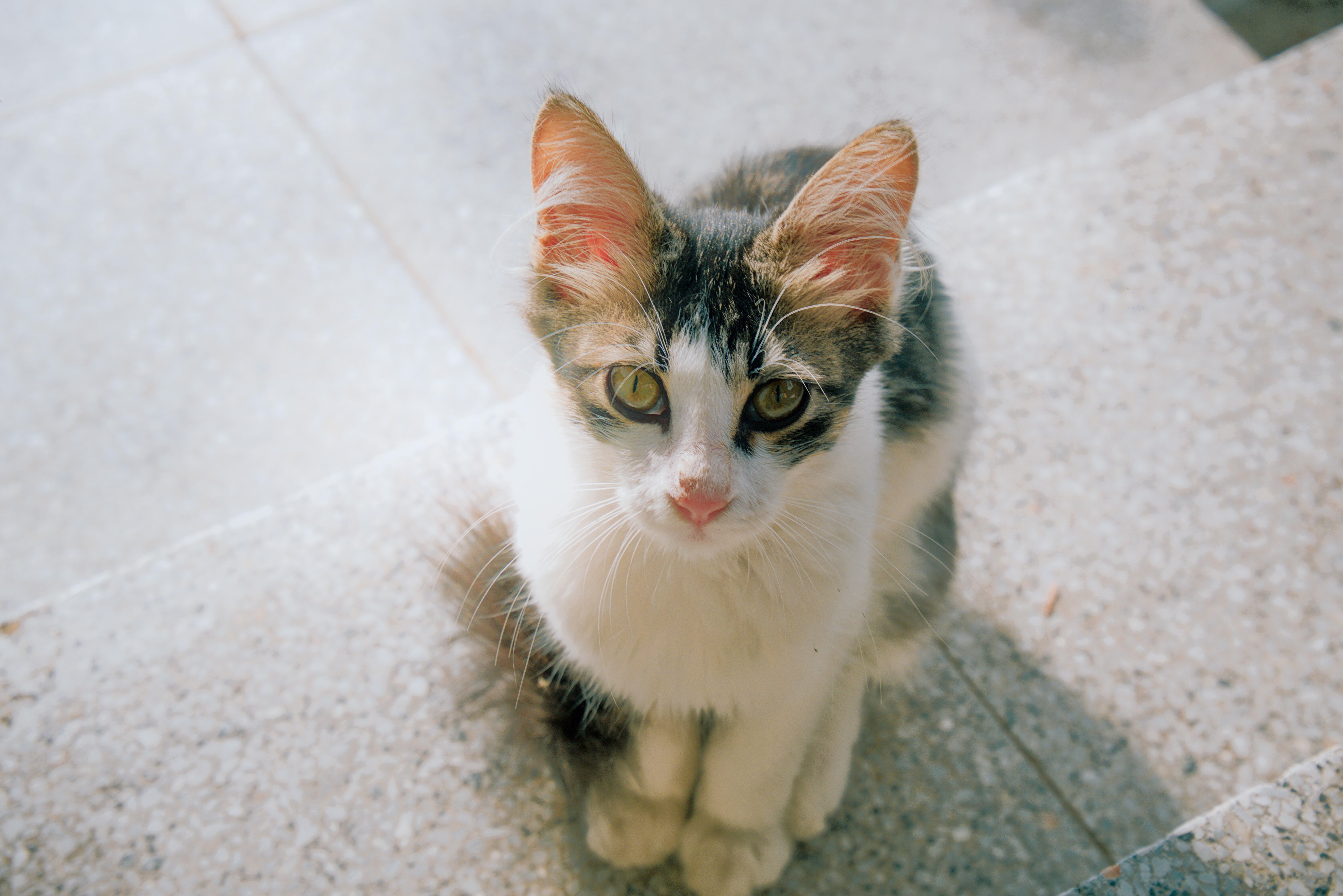 Healthcare and wellness consultation for a cat