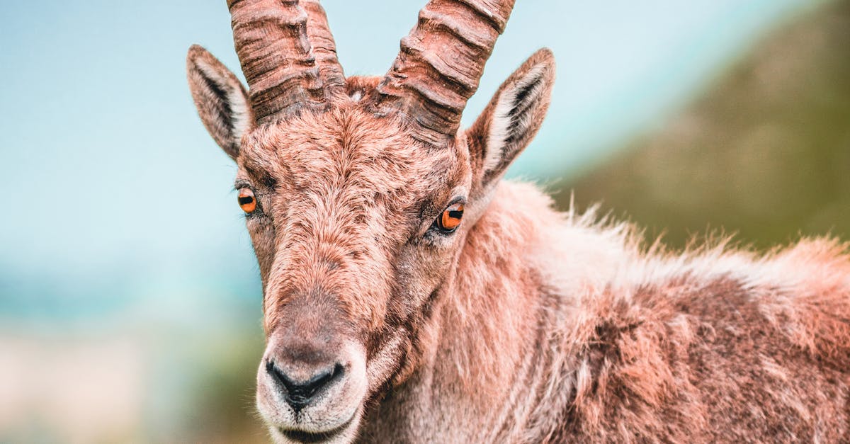 How large is Disney world in acres