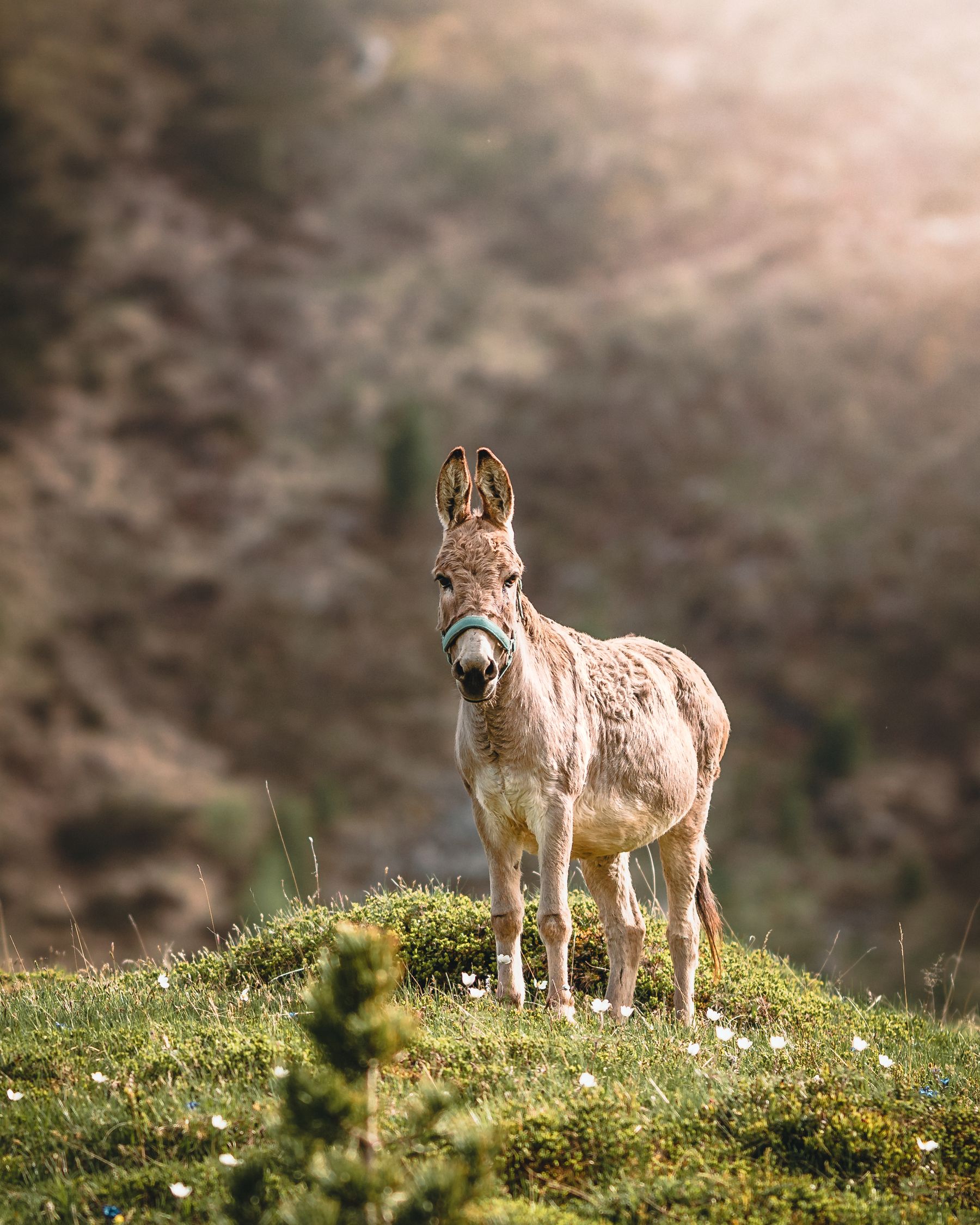 Selective Focus Photo Of Brown Donkey Free Stock Photo selective-focus-photo-of-brown-donkey-free-stock-photo