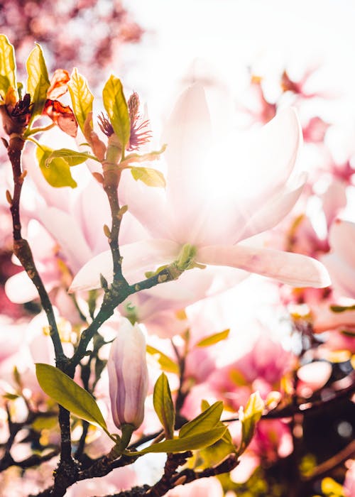 Gratis Foto Fokus Selektif Bunga Sakura Foto Stok