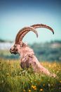 Ram on Flower Field