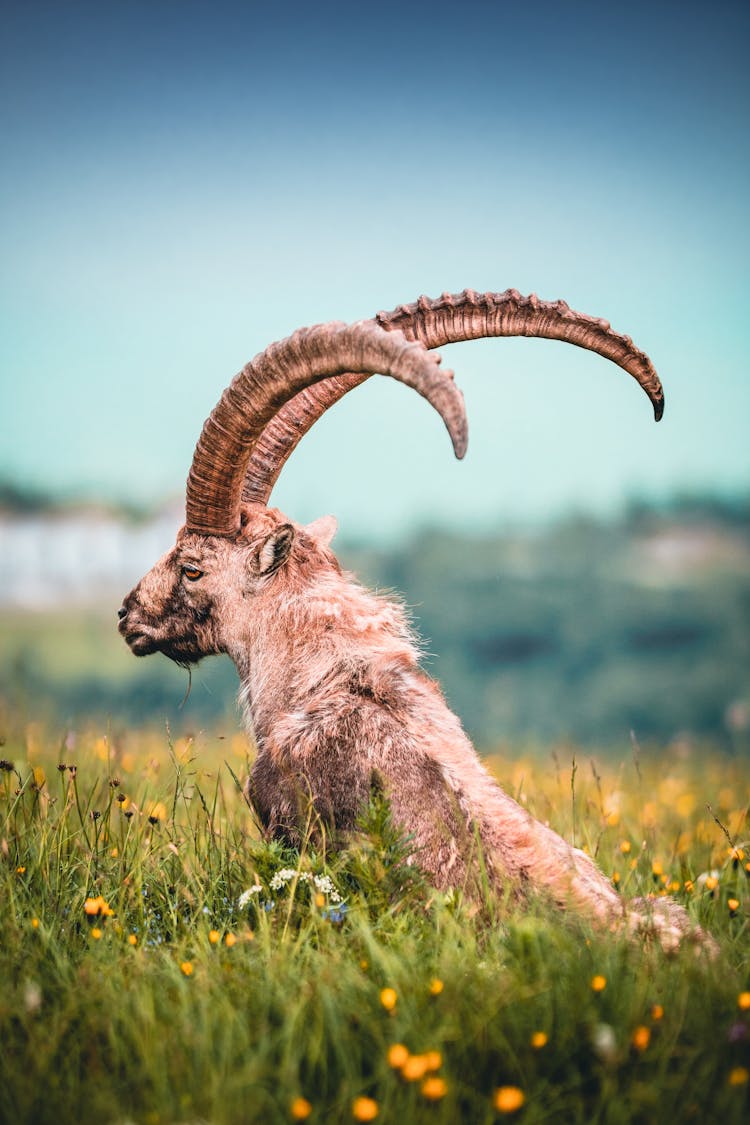 Ram On Flower Field