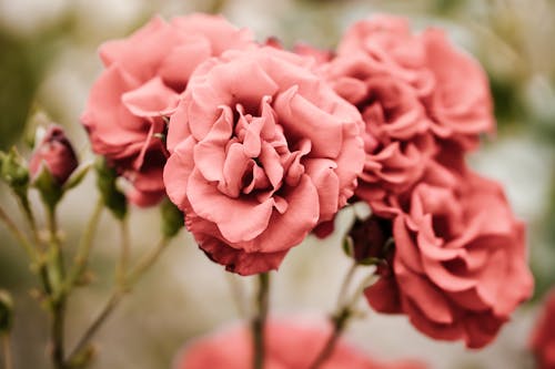 Foto De Foco Seletivo De Flores Com Pétalas Rosa