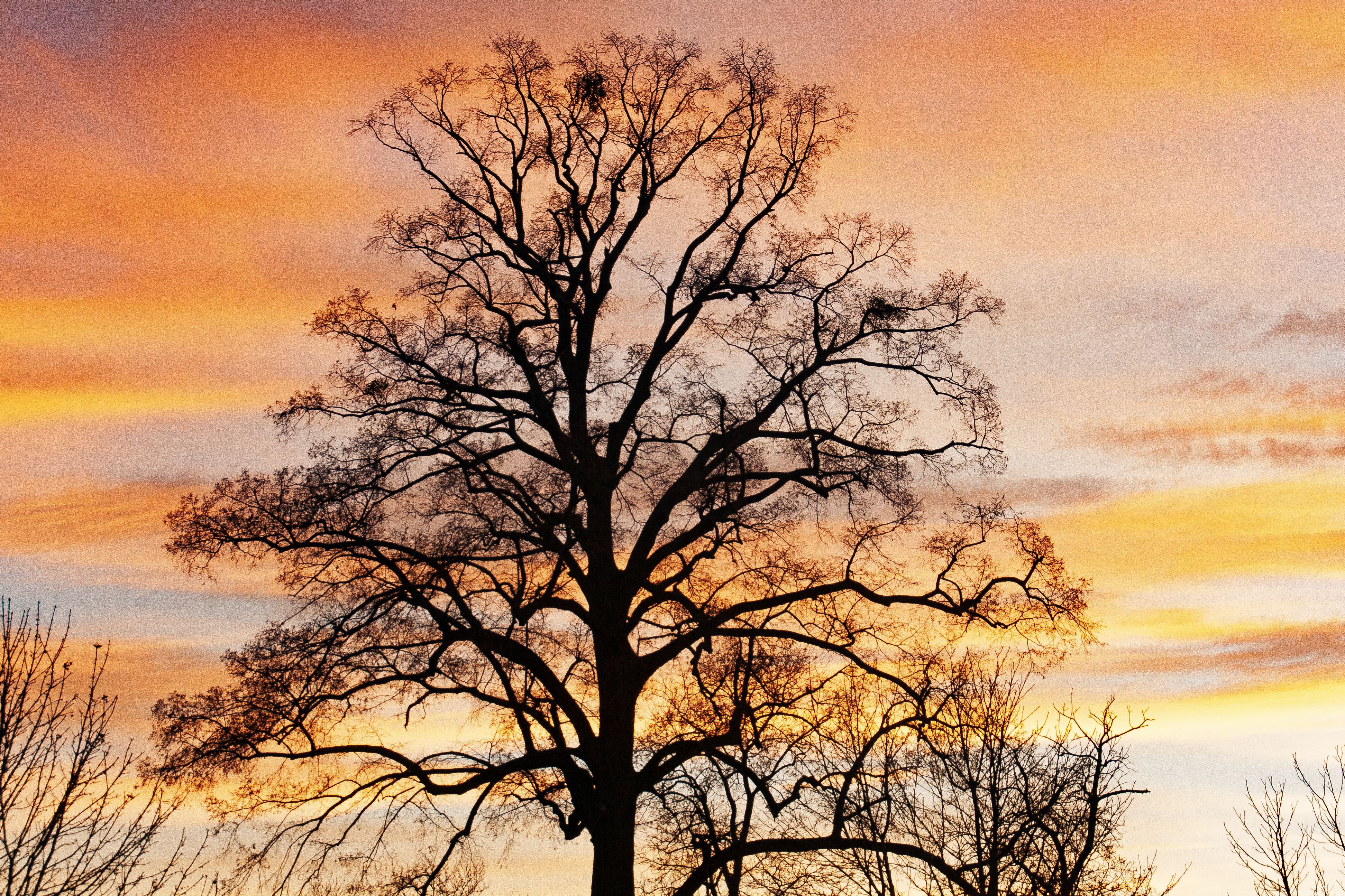 Kostenloses Foto Zum Thema Baum Wolken