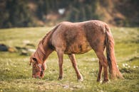 白天，一匹棕色马戴着红色吊带，在绿色的田野上吃草