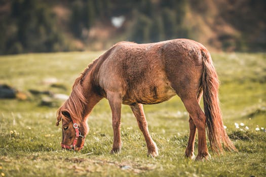 白天，一匹棕色马戴着红色吊带，在绿色的田野上吃草