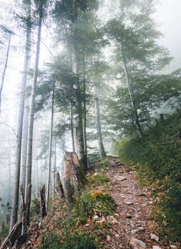 雾蒙蒙的森林小径被高耸的树木笼罩，提供了宁静的远足体验