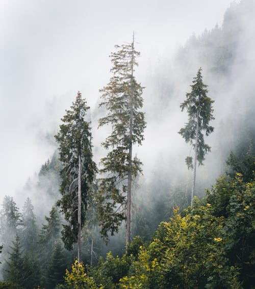 Imagine de stoc gratuită din arbori, arbori veșnic verzi, cădere