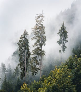 雾蒙蒙的森林宁静如画，山顶上松树高耸入云