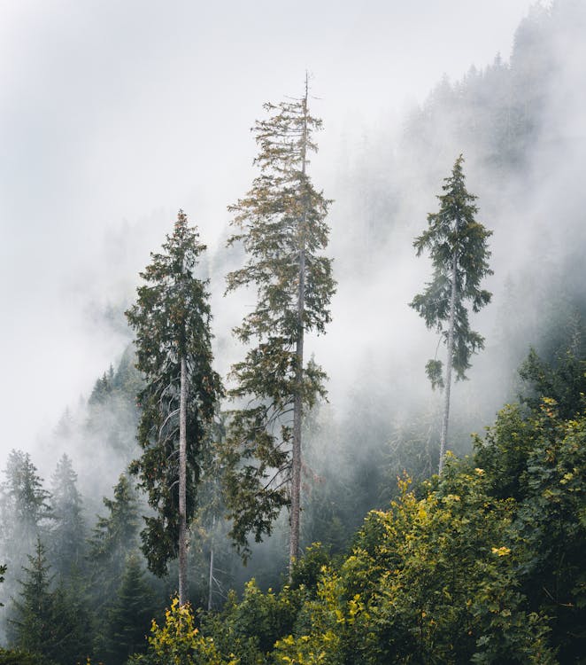 Kostnadsfri bild av berg, dimma, dimmig