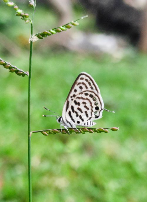 Free Delicate butterfly perched on grass stem in nature, displaying intricate wing patterns. Stock Photo