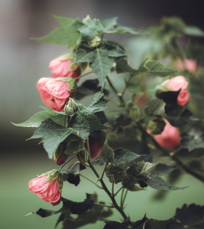 Pink Flowers