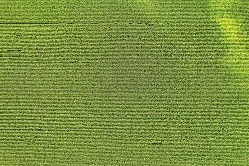 Free Aerial perspective showcasing the vibrant green patterns of a cornfield in Elgin, Minnesota. Stock Photo