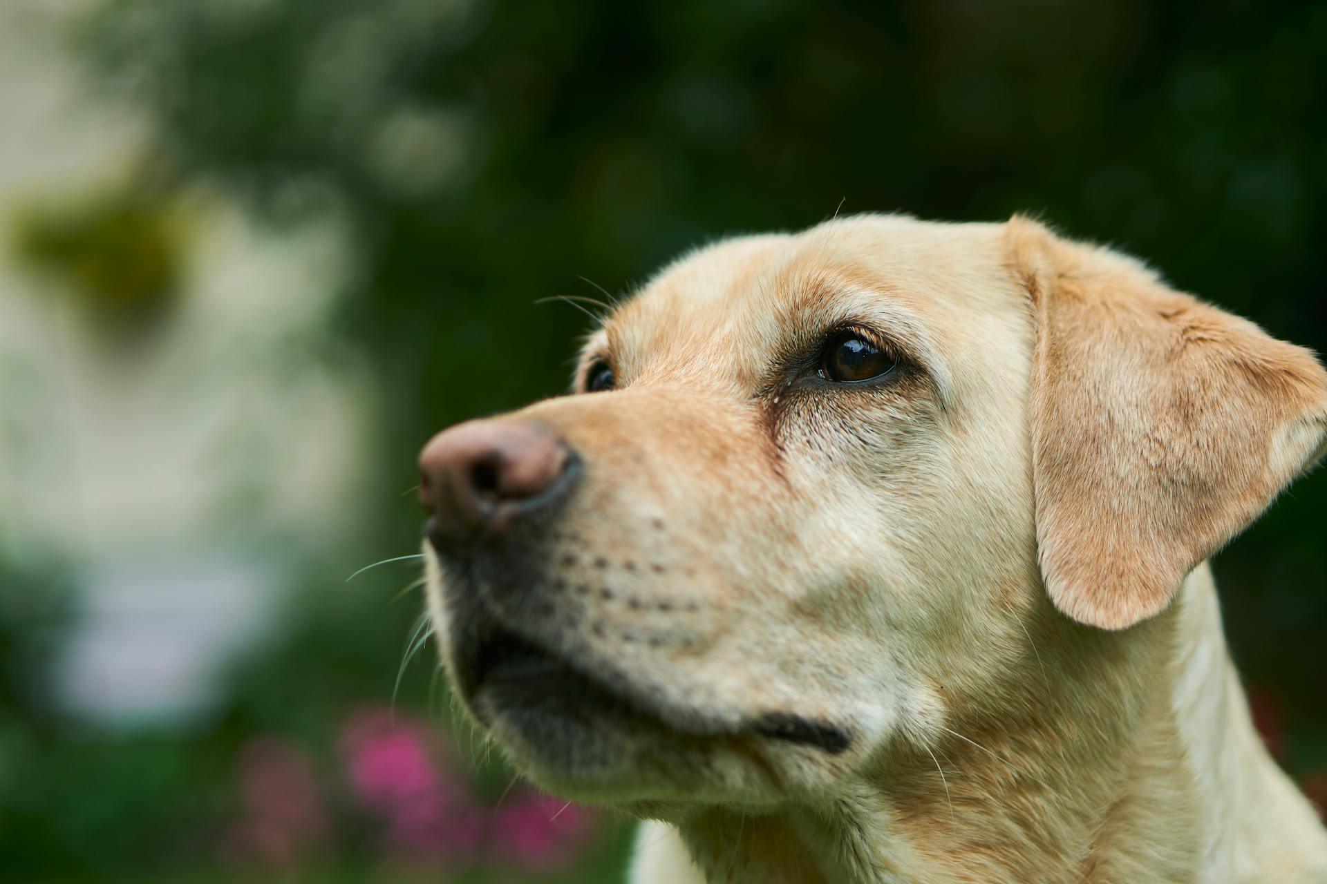 Le labrador retriever adulte