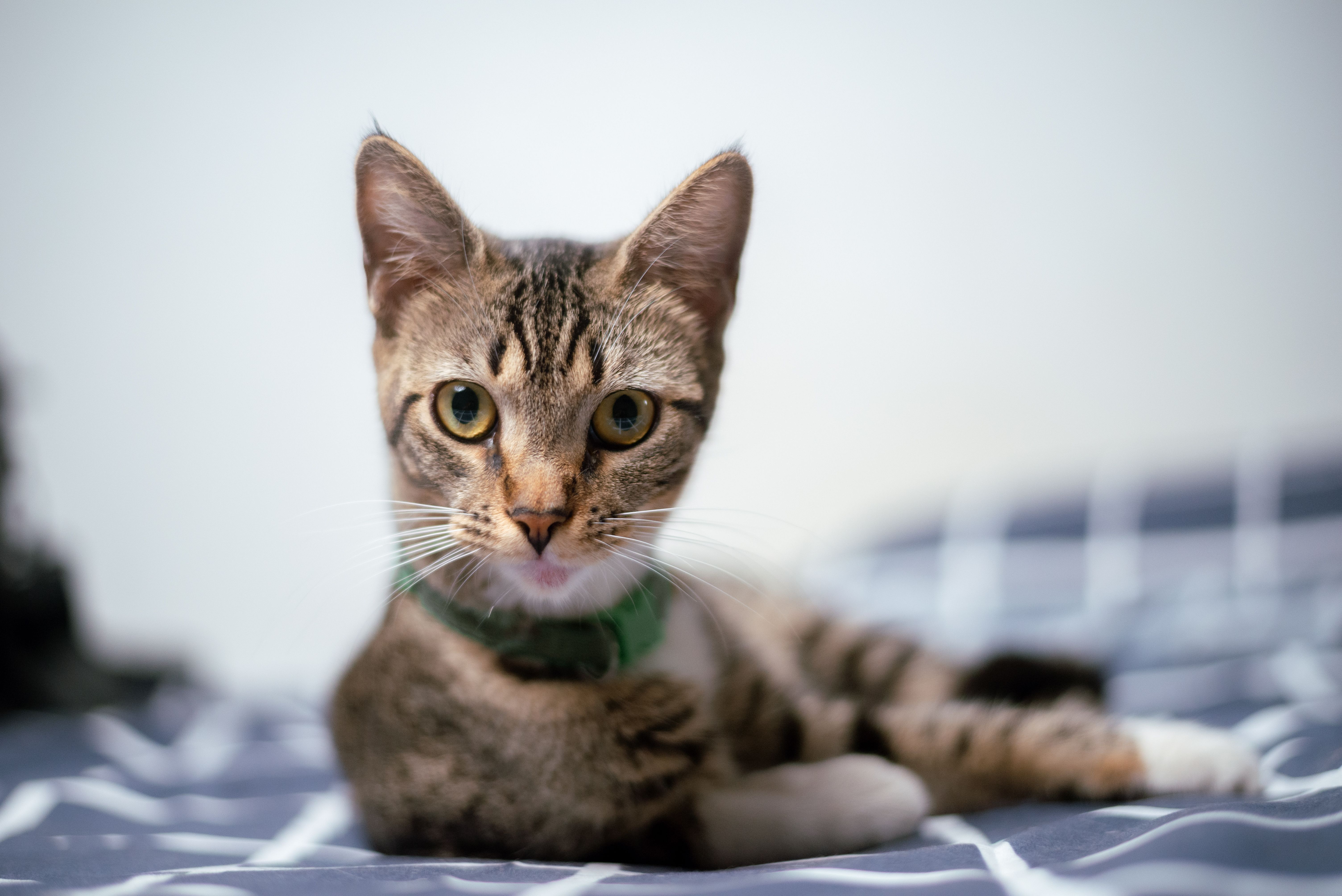 Cute tabby cat lying on a bed indoors with a curious and playful expression.