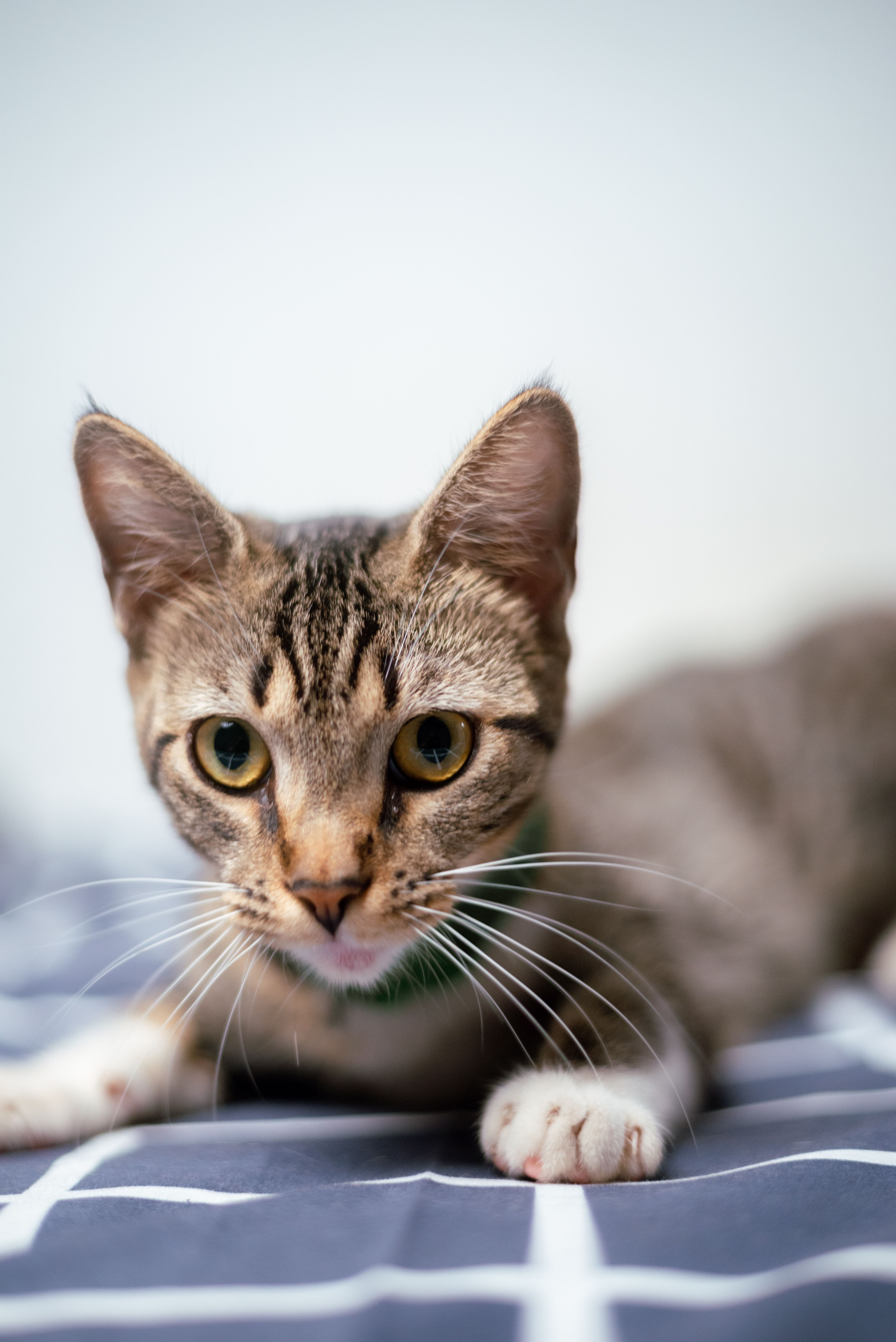 Adorable tabby kitten with a curious expression lying on a patterned surface.