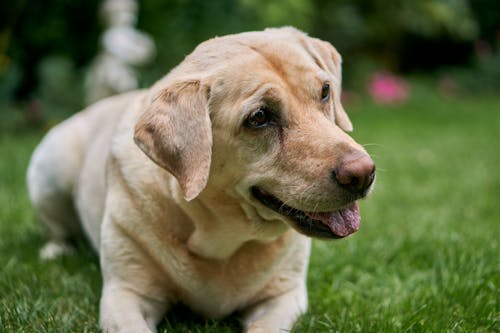 Gratis stockfoto met aan het kijken, beest, blik