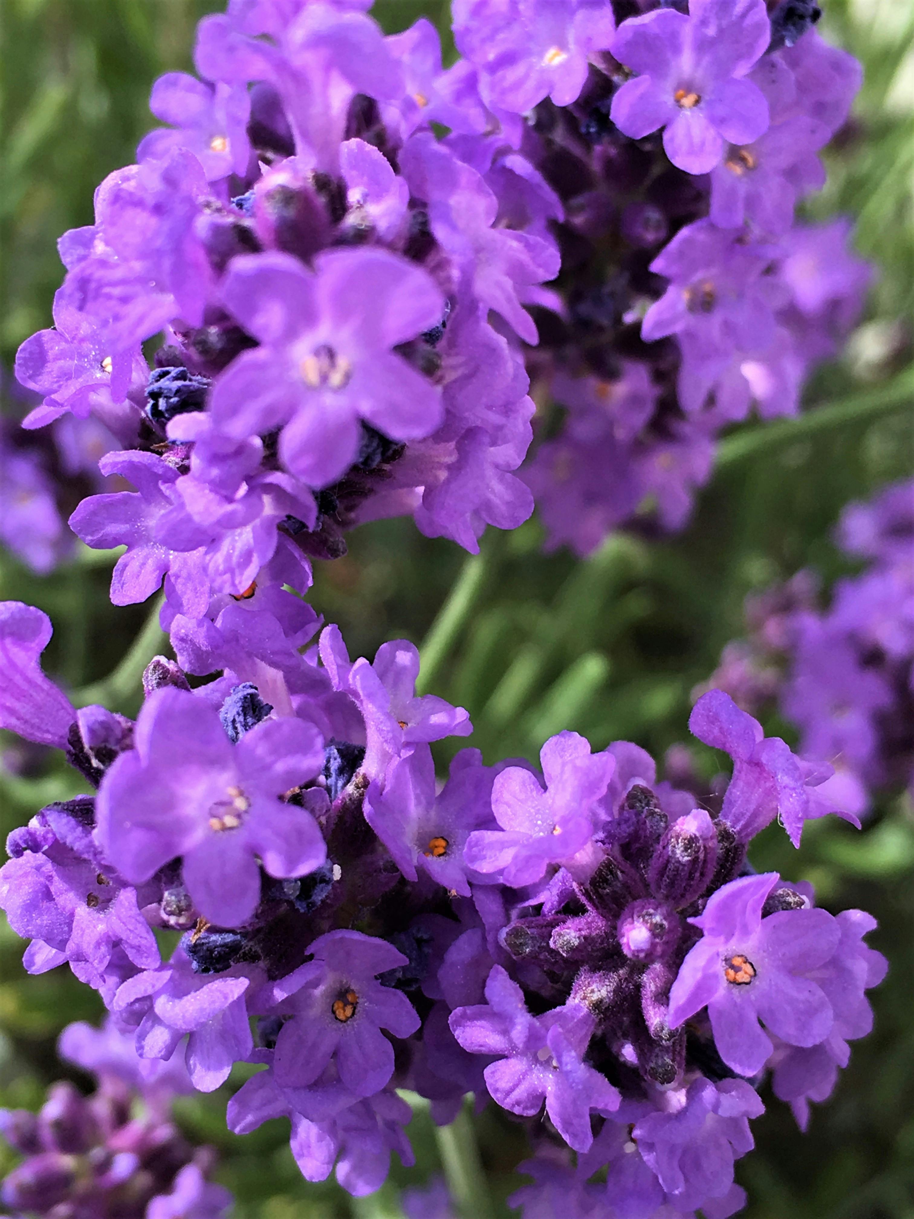 Terbaru 23 Foto Bunga Lavender Ungu Gambar Bunga Indah