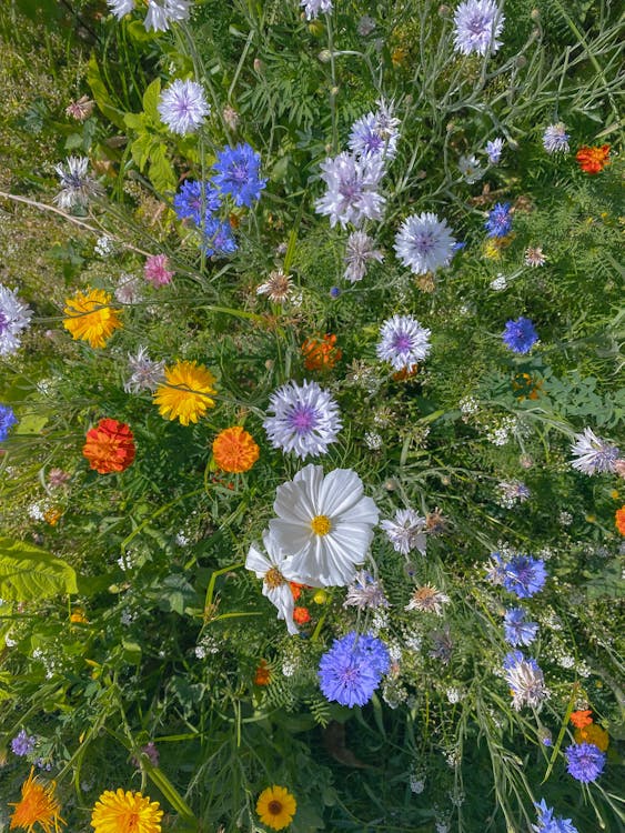 Free A close up of a field of wildflowers Stock Photo
