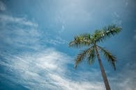 明亮的蓝天下，一棵棕榈树矗立在宁静的热带场景中，云朵密布