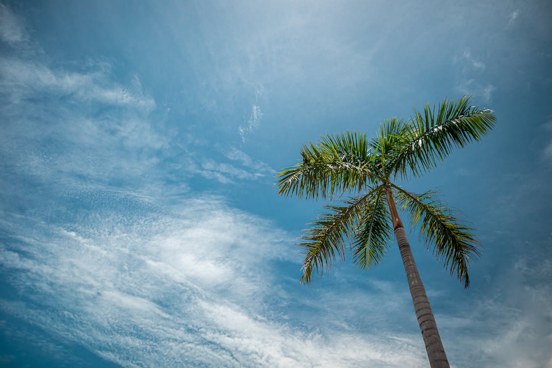 Green Palm Tree