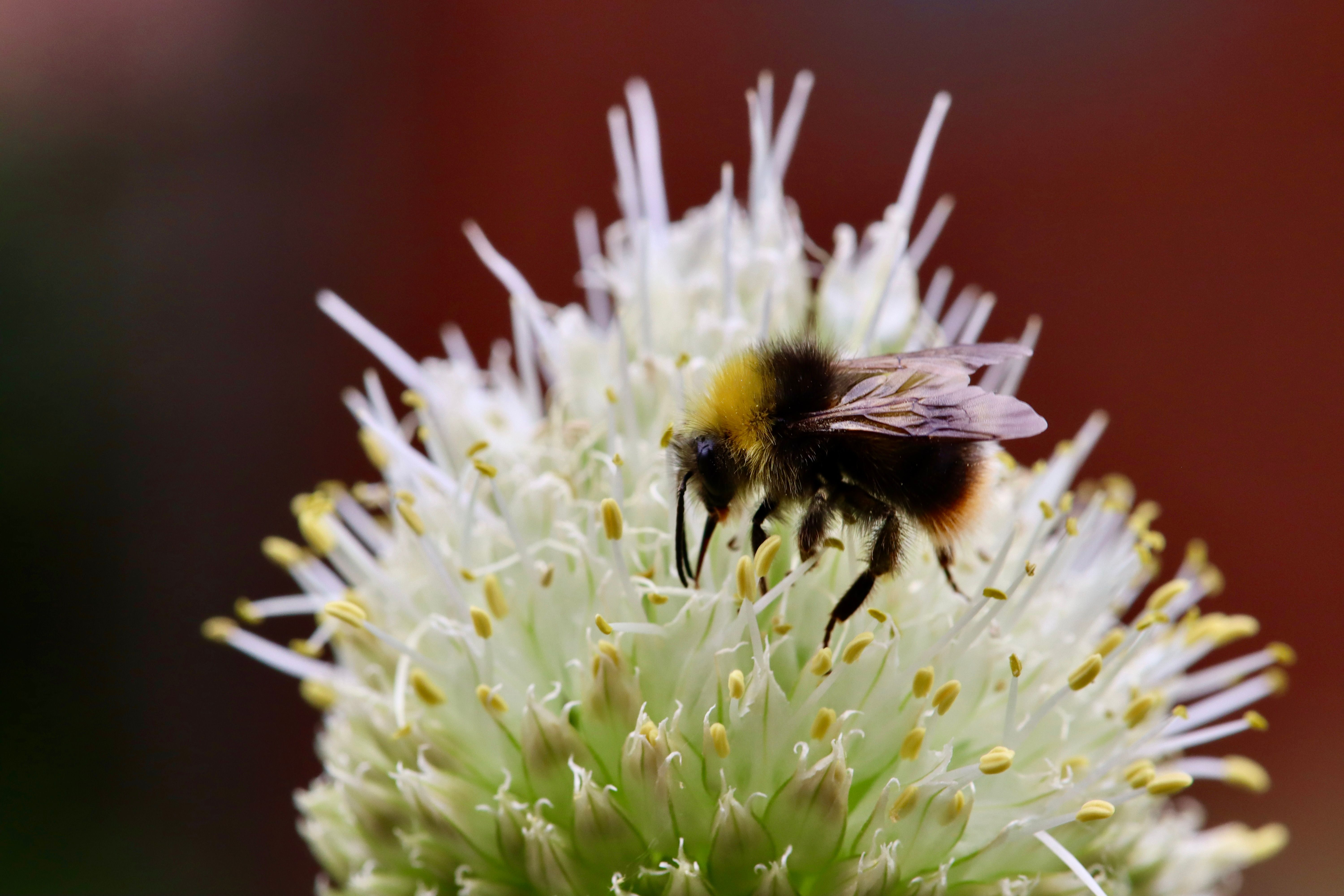 бесплатная Бесплатное стоковое фото с bombus, canon, белый Стоковое фото